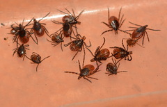 Ixodes