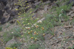 Eremurus czatkalicus