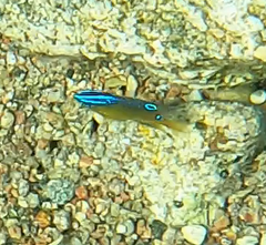 Chrysiptera unimaculata