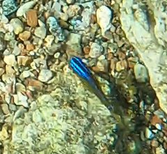 Chrysiptera unimaculata