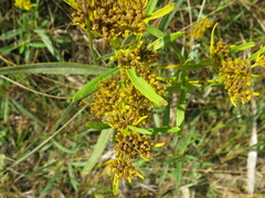Flaveria floridana