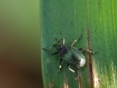 Ceutorhynchus erysimi