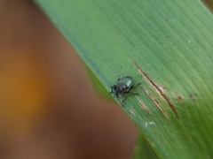 Ceutorhynchus erysimi
