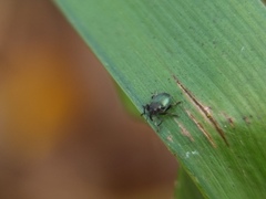 Ceutorhynchus erysimi