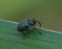 Ceutorhynchus erysimi