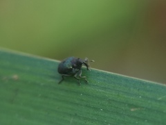 Ceutorhynchus erysimi