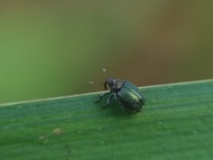 Ceutorhynchus erysimi