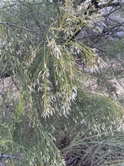 Baccharis sarothroides