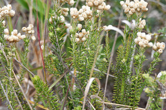 Helichrysum teretifolium
