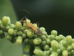 Zelus laticornis