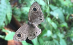 Ypthima baldus newboldi