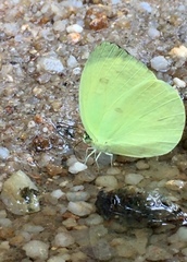 Gandaca harina distanti