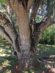 Enterolobium