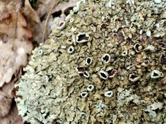 Xanthoparmelia protomatrae