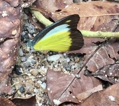 Appias lyncida vasava