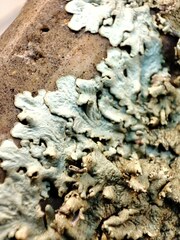 Xanthoparmelia protomatrae