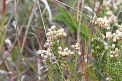 Helichrysum teretifolium