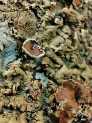 Xanthoparmelia protomatrae