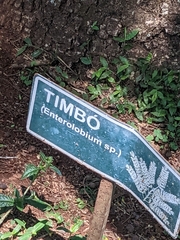 Enterolobium