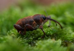 Curculio glandium