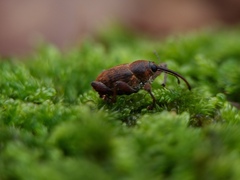 Curculio glandium