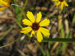Coreopsis leavenworthii