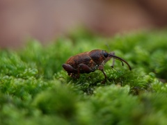 Curculio glandium