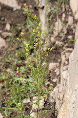 Rorippa palustris palustris