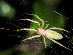 Larinia