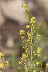 Rorippa palustris palustris