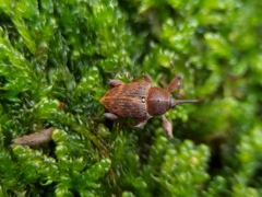 Curculio glandium
