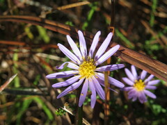 Symphyotrichum adnatum