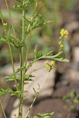 Rorippa palustris palustris