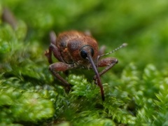 Curculio glandium