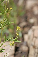Rorippa palustris palustris