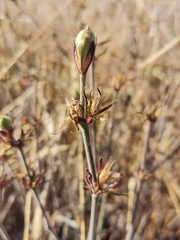Dicliptera peduncularis