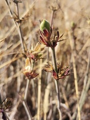 Dicliptera peduncularis