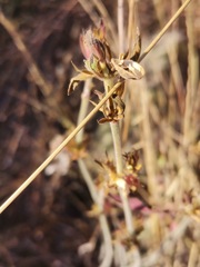 Dicliptera peduncularis