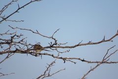 Schoeniophylax phryganophilus