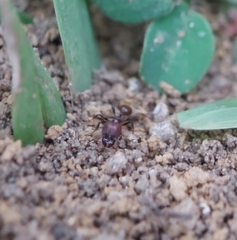 Pheidole