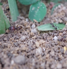 Pheidole