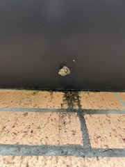 Mischocyttarus mexicanus