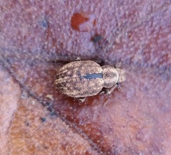 Strophosoma melanogrammum