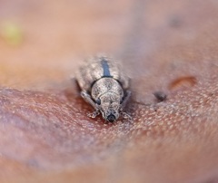 Strophosoma melanogrammum