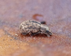 Strophosoma melanogrammum