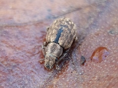 Strophosoma melanogrammum