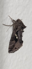 Chrysodeixis includens