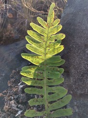 Polypodioideae