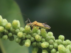 Zelus laticornis