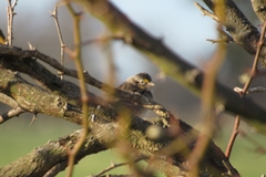 Ammodramus humeralis